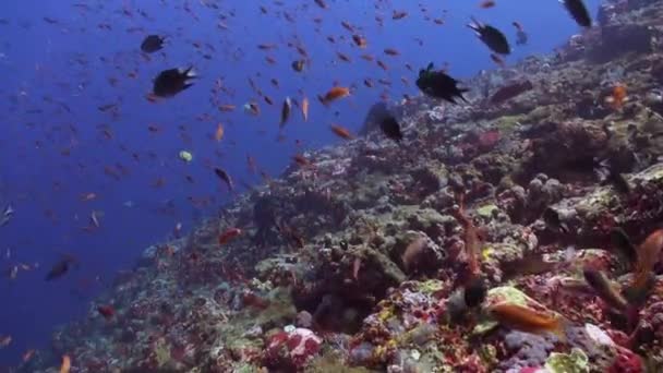 Scholen van blauwe en rode vis op een tropische rif. — Stockvideo