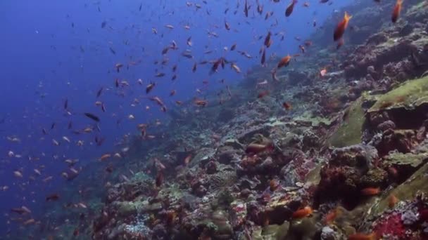 Escolas de peixes azuis e vermelhos em um recife tropical . — Vídeo de Stock