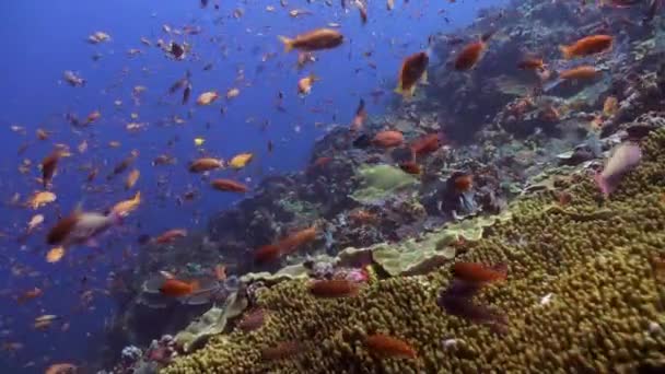 Escolas de peixes azuis e vermelhos em um recife tropical . — Vídeo de Stock
