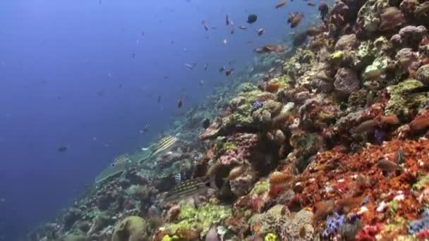 De school van kleurrijke vissen op het rif in Oceaan. — Stockvideo