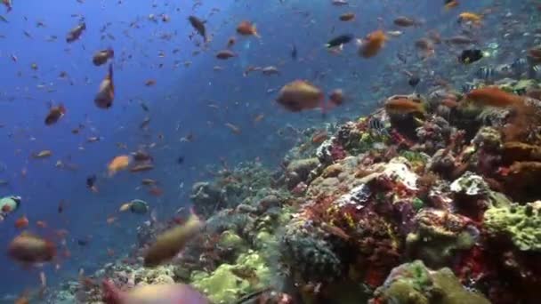 Школа разноцветных рыб на рифе в океане . — стоковое видео