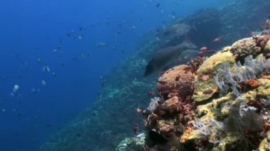 Okyanus resif üzerinde renkli balık sürüsü.