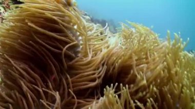 Palyaço balığı anemonların etrafında ve içinde yüzer..