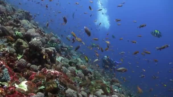 School van kleurrijke vissen op rif in de Oceaan en duiker — Stockvideo