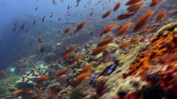 Skola av färgglada fiskar på revet i havet. — Stockvideo