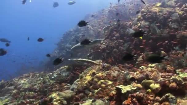 Haai op zoek naar voedsel op Reef school of Fish. — Stockvideo