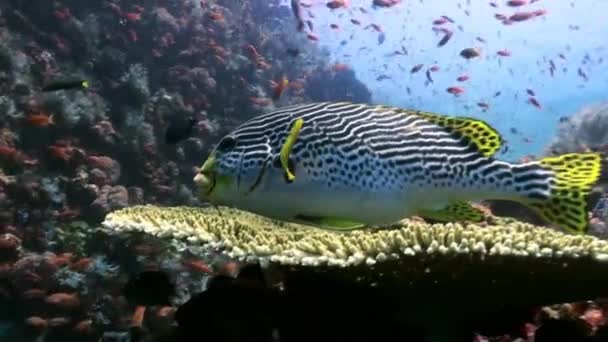 Svartfläckade sweetlips fisk på korallrev i havet. — Stockvideo