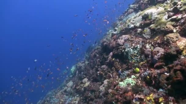 Škola barevných ryb na útesu v oceánu. — Stock video