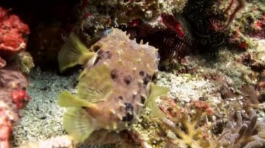 Kirpi balığı balık surat astı ve uzak üflenir. Sea Life.