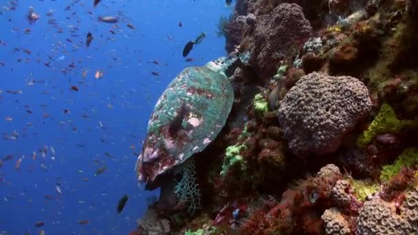海龟吃珊瑚上礁石斜坡进大海. — 图库视频影像