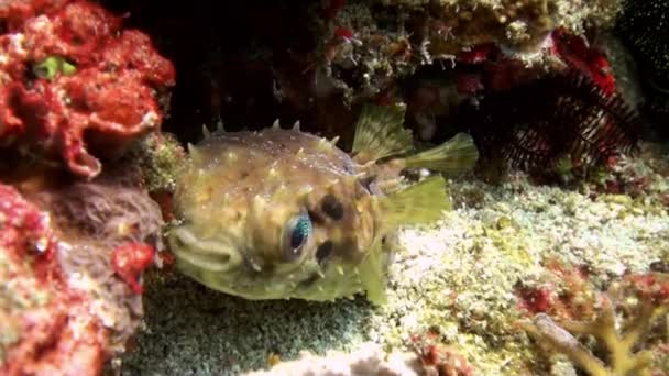 Puffer pesce imbronciato e poi spazzato via. Vita marina . — Video Stock