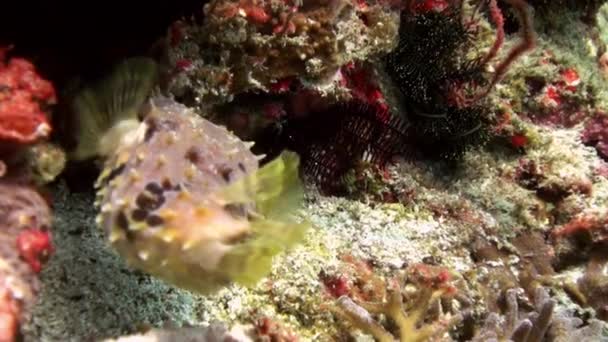 Kugelfisch schmollte und dann weggeblasen. Meeresleben. — Stockvideo