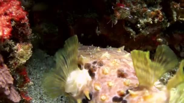 Puffer vissen Mokkend en vervolgens weggeblazen. Sea Life. — Stockvideo