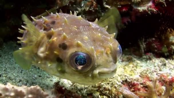 Puffer pesce imbronciato e poi spazzato via. Vita marina . — Video Stock