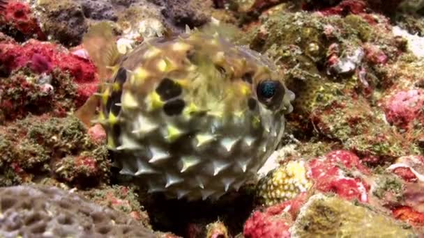 Kugelfisch schmollte und dann weggeblasen. Meeresleben. — Stockvideo