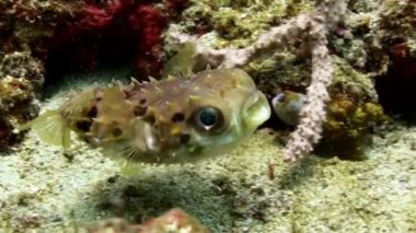 Kirpi balığı balık surat astı ve uzak üflenir. Sea Life.