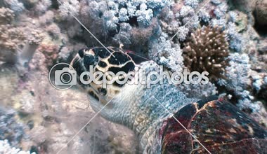 Hawksbill deniz kaplumbağası mercan resif üzerinde yemek Yüzme