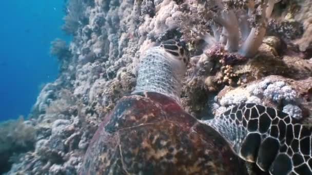 Karettsköldpaddan havet simning äta på korallrev — Stockvideo