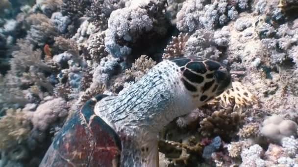 Habichtsschnabel-Meeresschildkröte schwimmt auf Korallenriff — Stockvideo