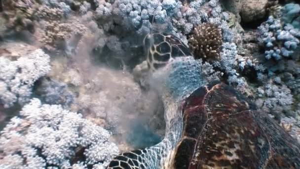 Hawksbill tartaruga marinha nadando comendo no recife de coral — Vídeo de Stock