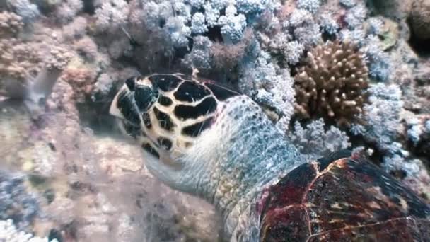 Tortuga carey nadando comiendo en arrecife de coral — Vídeo de stock
