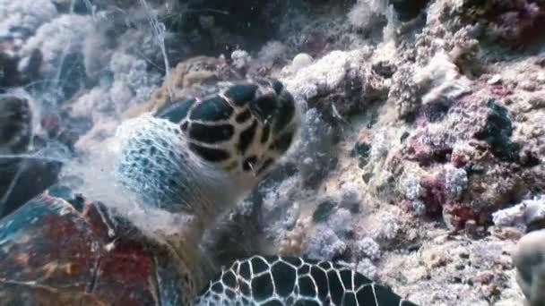Közönséges cserepesteknős úszás, evés a korallzátony — Stock videók