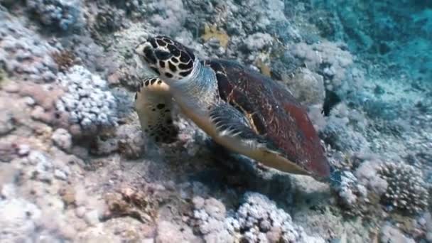 Hawksbill tartaruga marinha nadando comendo no recife de coral — Vídeo de Stock