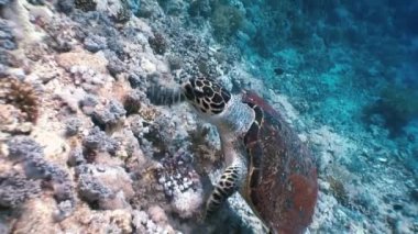 Hawksbill deniz kaplumbağası mercan resif üzerinde yemek Yüzme