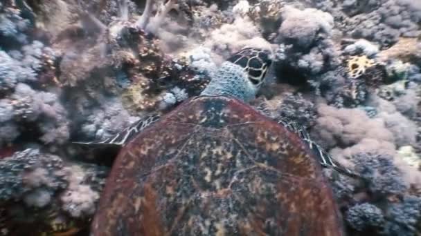 Hawksbill sea turtle swimming eating on coral reef — Stock Video