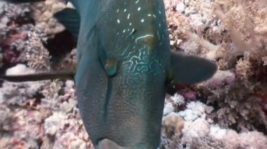 Okyanus denizinde Mercan Resifi'nde Napolyon Balığı yakın