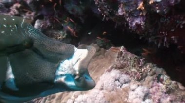 Okyanus denizinde Mercan Resifi'nde Napolyon Balığı yakın