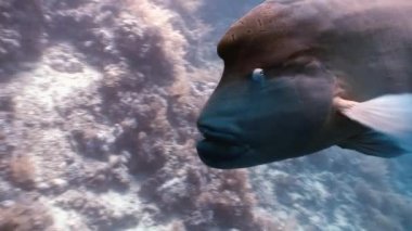 Okyanus denizinde Mercan Resifi'nde Napolyon Balığı yakın