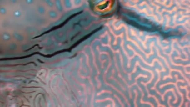 Napoléon Poisson sur le récif corallien dans la mer de l'océan close up 