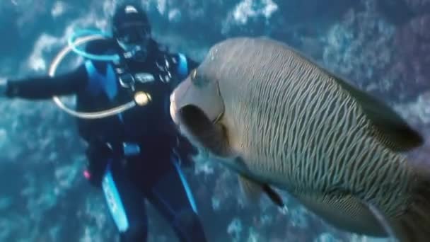 Mergulhador brincando com Napoleão Peixe no recife de coral . — Vídeo de Stock