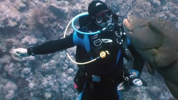 Buceador jugando con Napoleon Fish en el arrecife de coral . — Vídeos de Stock