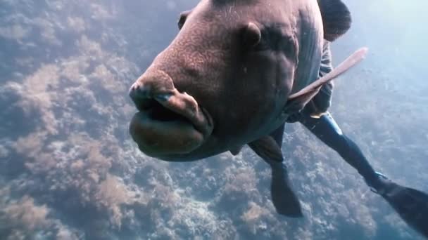 Napoleonfische am Korallenriff im Ozean aus nächster Nähe — Stockvideo
