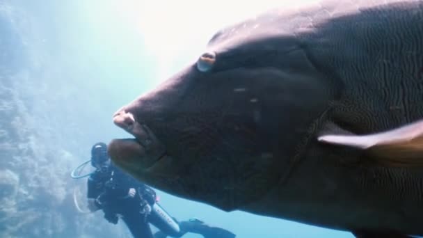 Napoleonfische am Korallenriff im Ozean aus nächster Nähe — Stockvideo