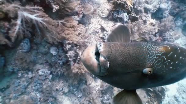 Napoleón peces en el arrecife de coral en el mar del océano cerca — Vídeo de stock