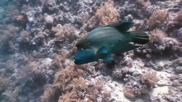 Napoleón peces en el arrecife de coral en el mar del océano cerca — Vídeos de Stock