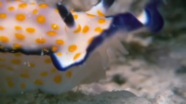 Makro renk Nudibranch yumuşakça True deniz yaratığı.