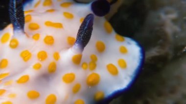 Makro renk Nudibranch yumuşakça True deniz yaratığı.