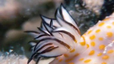 Makro renk Nudibranch yumuşakça True deniz yaratığı.