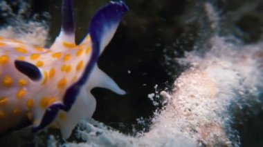 Makro renk Nudibranch yumuşakça True deniz yaratığı.