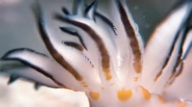 Makro renk Nudibranch yumuşakça True deniz yaratığı.