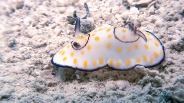 Makró színes Csupaszkopoltyús csigák puhatestű igaz tengeri csiga. — Stock videók