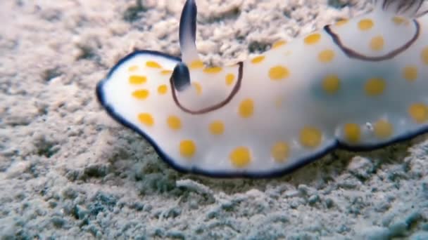 Макрос кольору Nudibranch серед молюсків True море кулі. — стокове відео