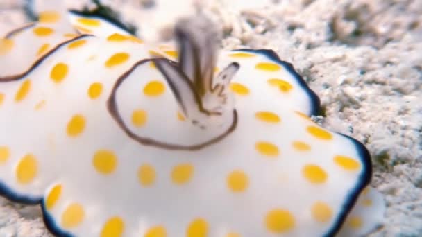 Makrofarbe Nacktschnecke echte Meeresschnecke. — Stockvideo