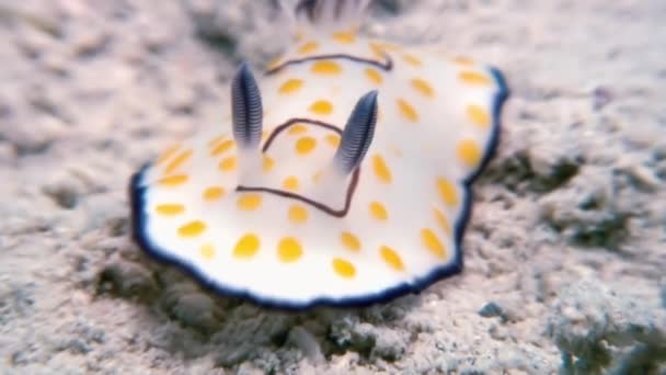 Macro Cor Nudibranch Molusco True Sea Slug . — Vídeo de Stock