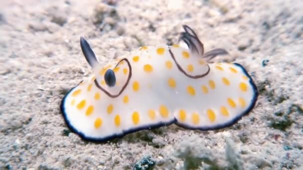 Macro Colore Nudibranca Mollusco Vero Mare Slug . — Video Stock