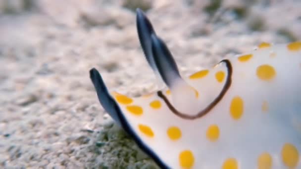 Makro barva Nudibranch měkkýšů True mořská okurka. — Stock video